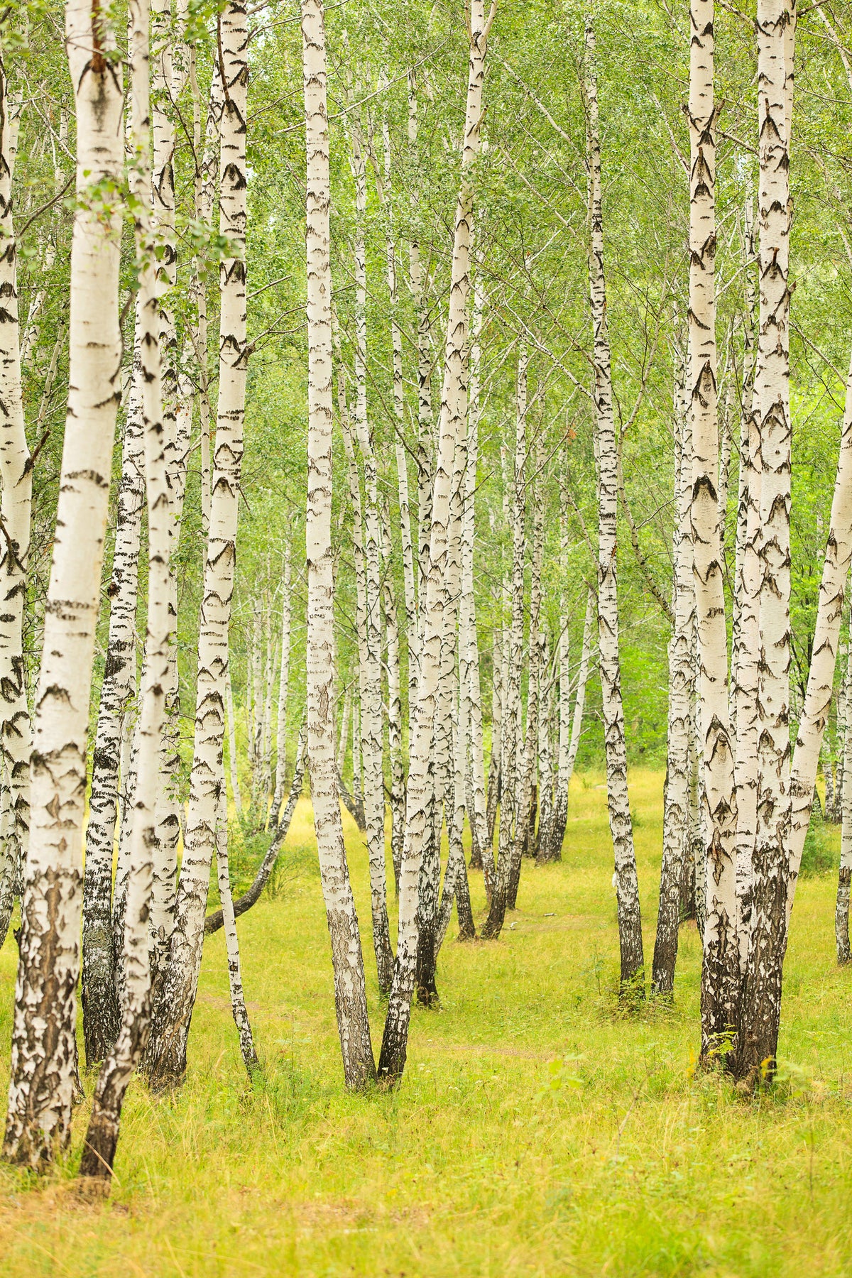 acrylic-print-the-birch-forest-in-late-summer