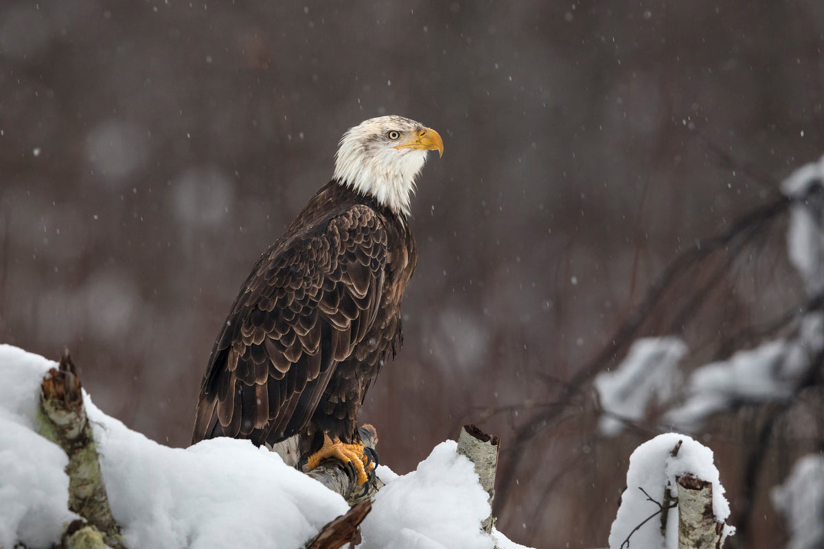 canvas-print-proud-but-cold-x