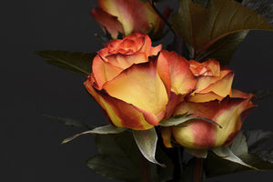 3-piece-acrylic-print-roses-of-the-romance