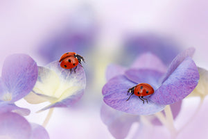 aluminium-print-red-and-purple-x
