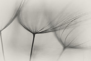 framedcanvas-print-tragopogon