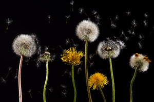 canvas-print-the-phases-of-dandelion