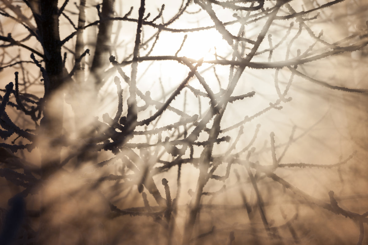 framedcanvas-print-branches-in-fog-light