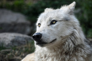 acrylic-print-the-lonely-wolf