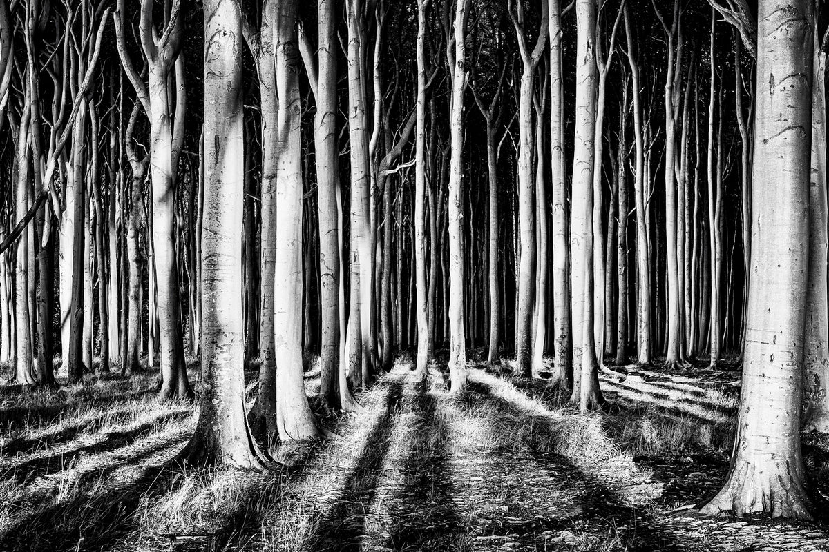 canvas-print-ghost-forest