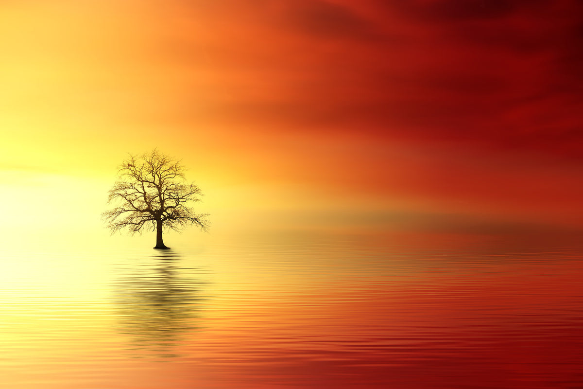 3-piece-aluminium-print-the-tree-in-the-water