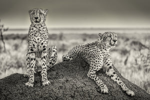 3-piece-acrylic-print-two-cheetahs-watching-out