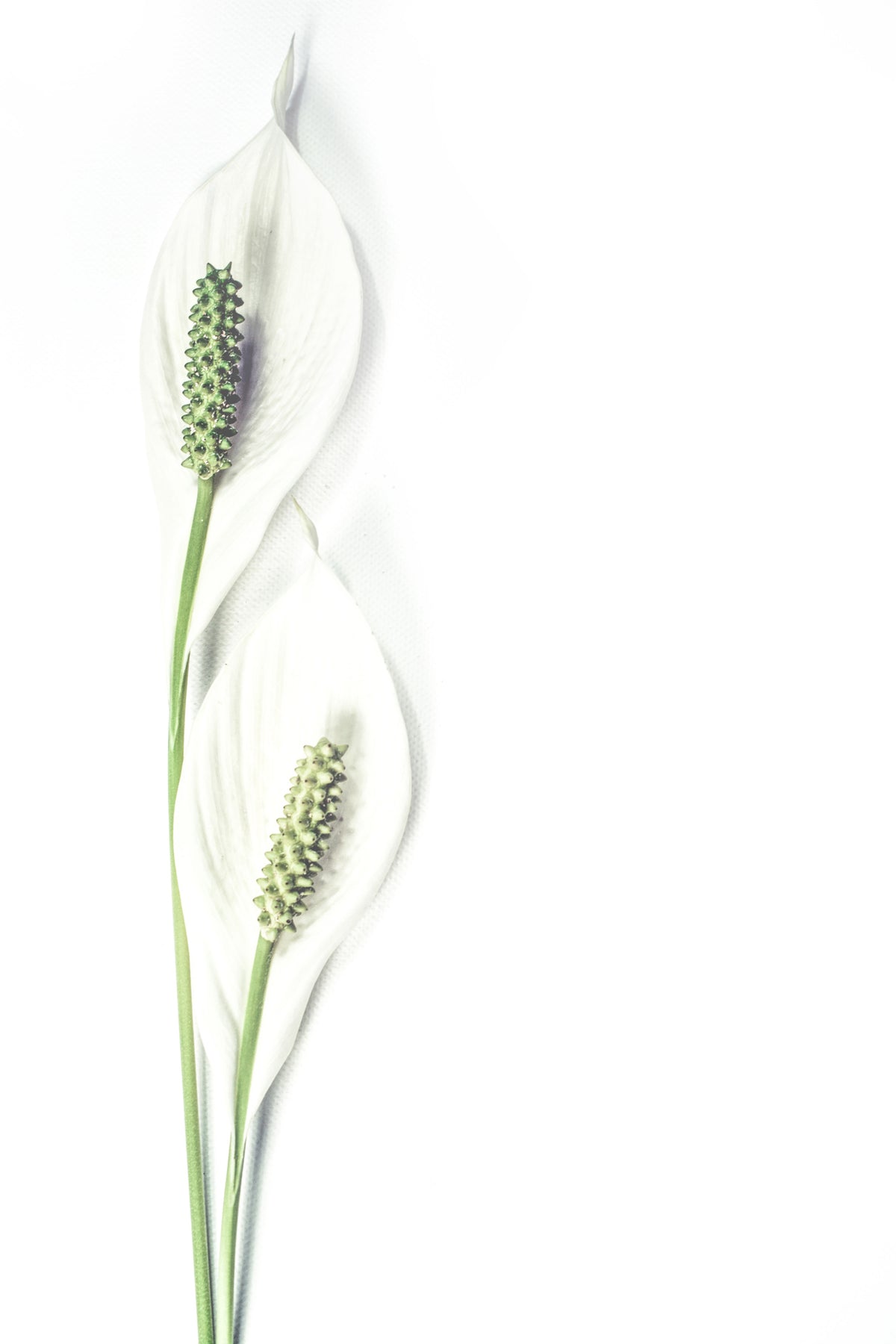 poster-print-lily-seed-pods