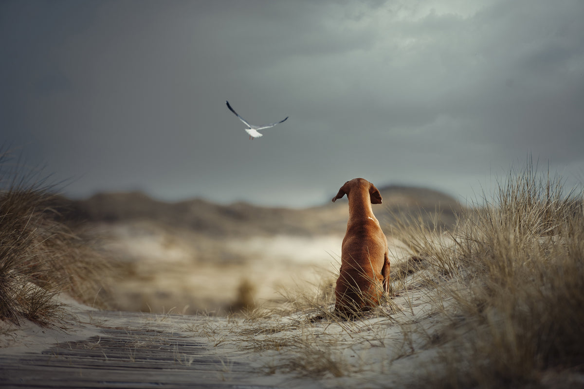 poster-print-freedom-ii-x