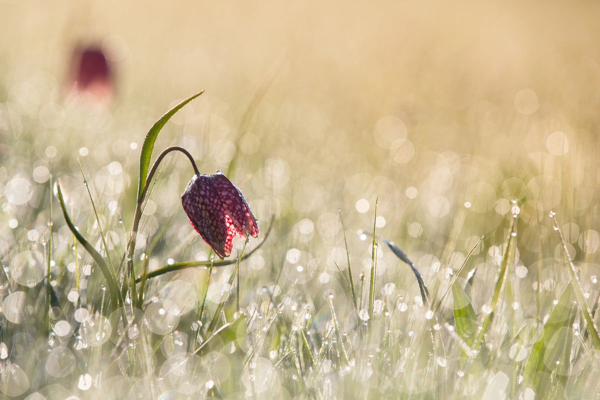 3-piece-canvas-print-morningdew