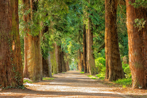 aluminium-print-the-green-avenue