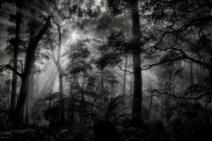 3-piece-aluminium-print-primary-forest