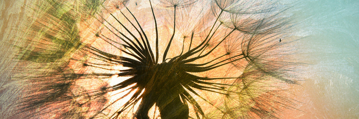 panoramic-poster-print-xxl-dandelion-panorama