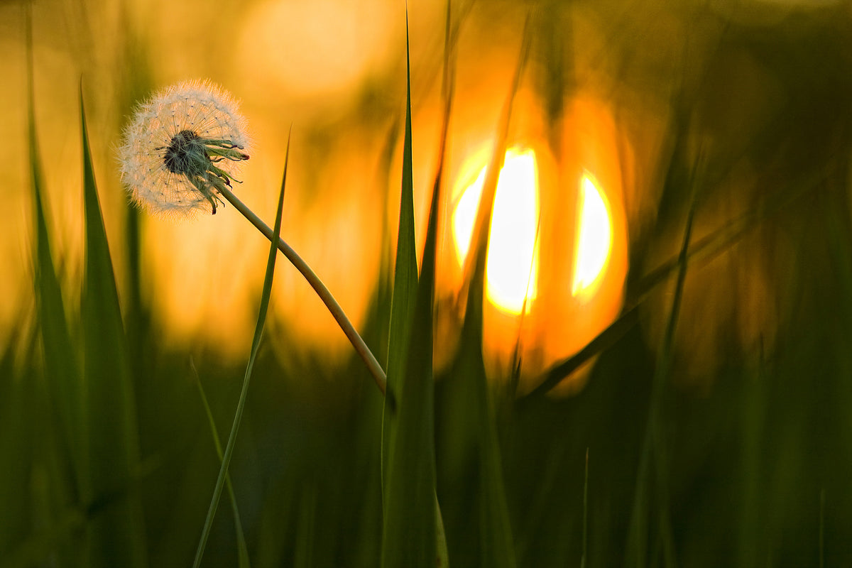 poster-print-sunbathing