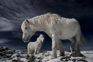 framedcanvas-print-partners-x