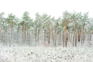 framedcanvas-print-snow-world