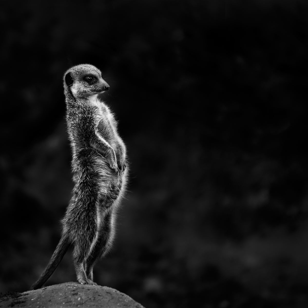 9-piece-canvas-print-the-meerkat