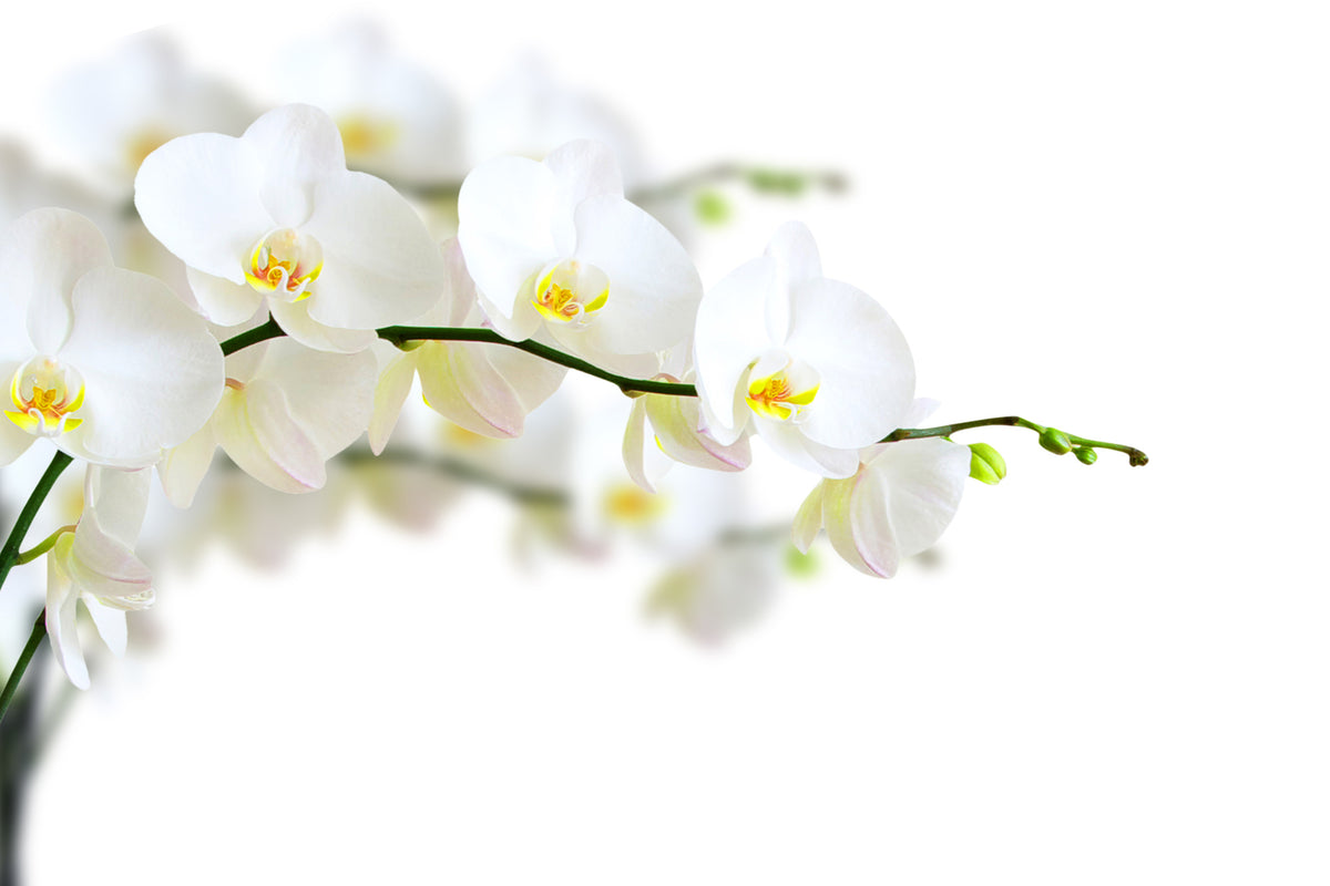 framedcanvas-print-white-orchids