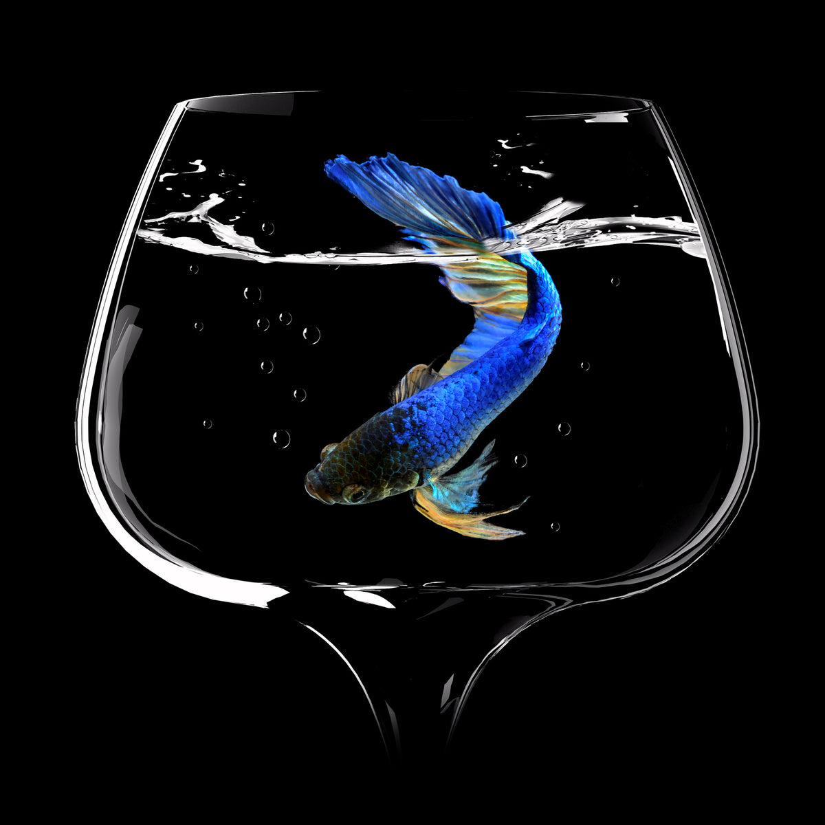 poster-print-betta-fish-dance