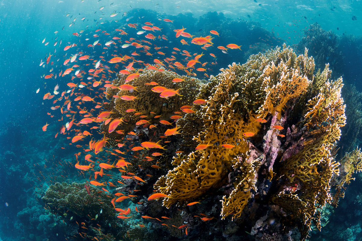 poster-print-reefscape-x