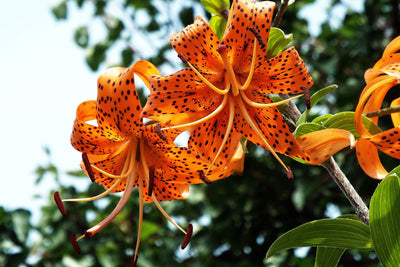 poster-print-the-wild-tiger-lilies