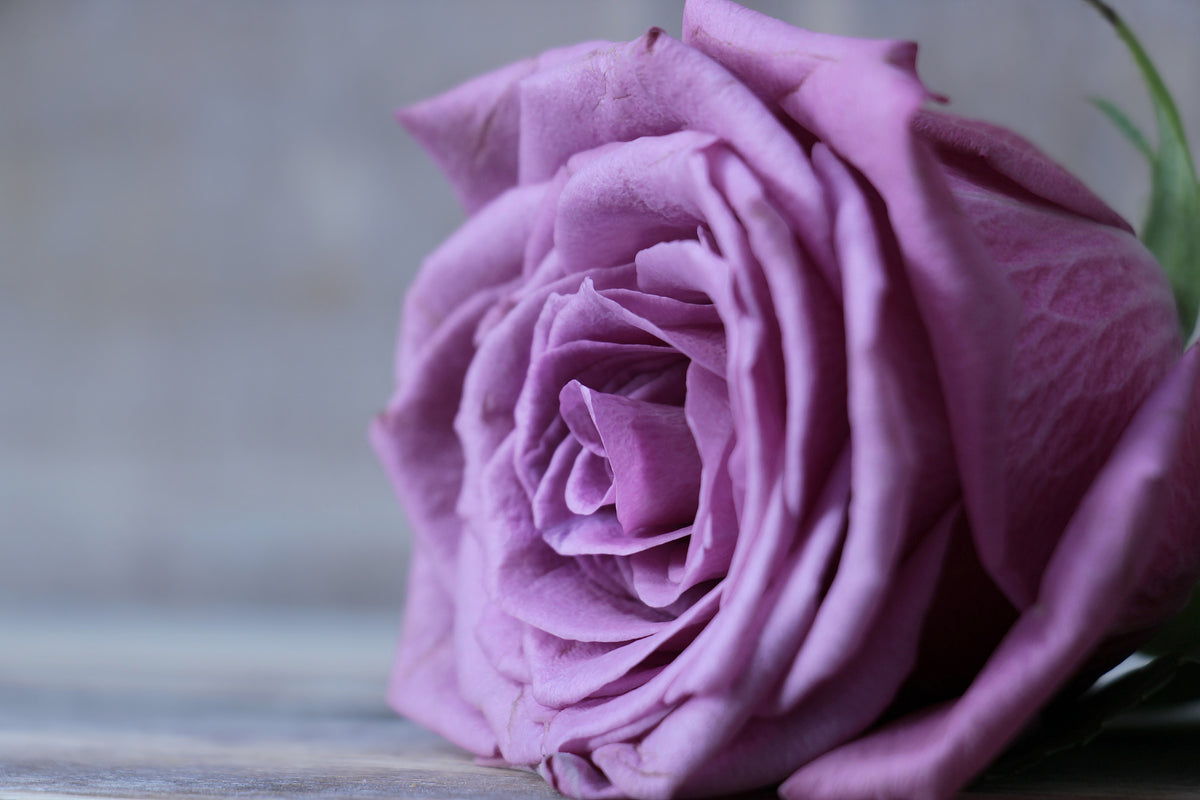 framedcanvas-print-rose-in-purple-xxl