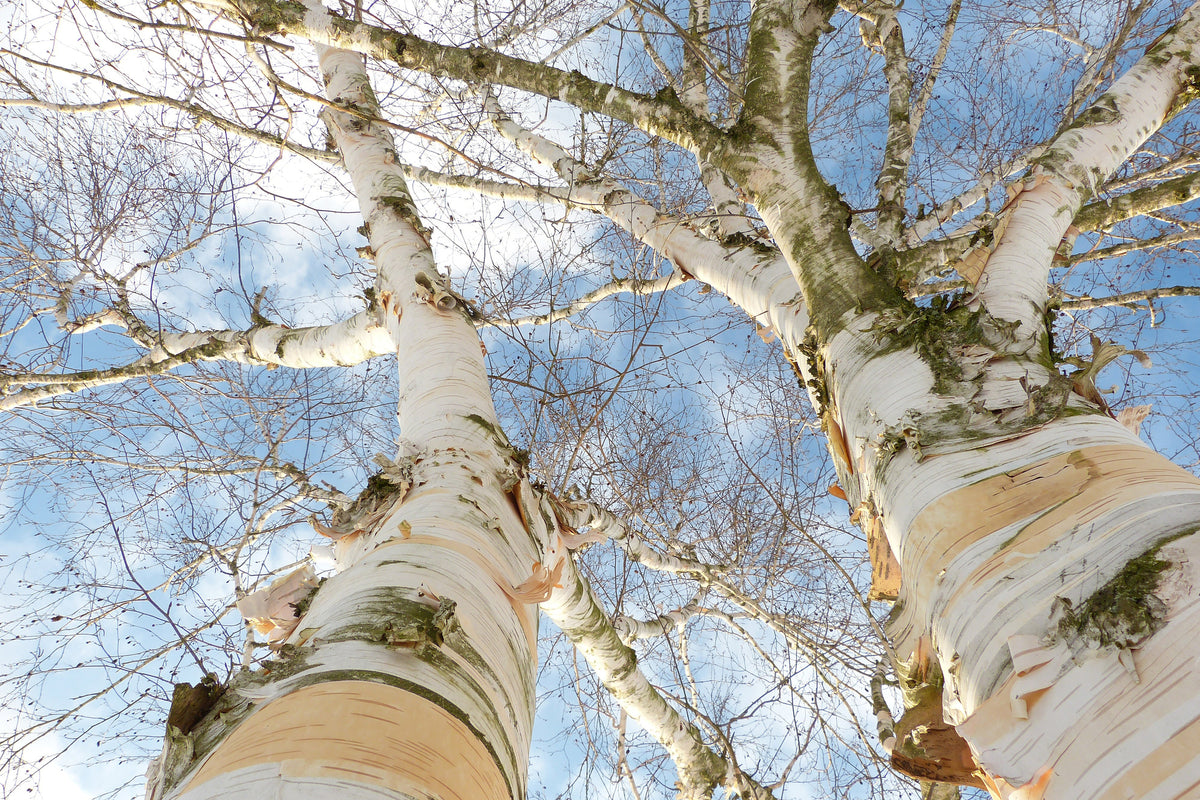 framedposter-print-the-2-birches