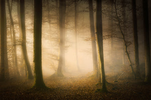 acrylic-print-november-whispers-x