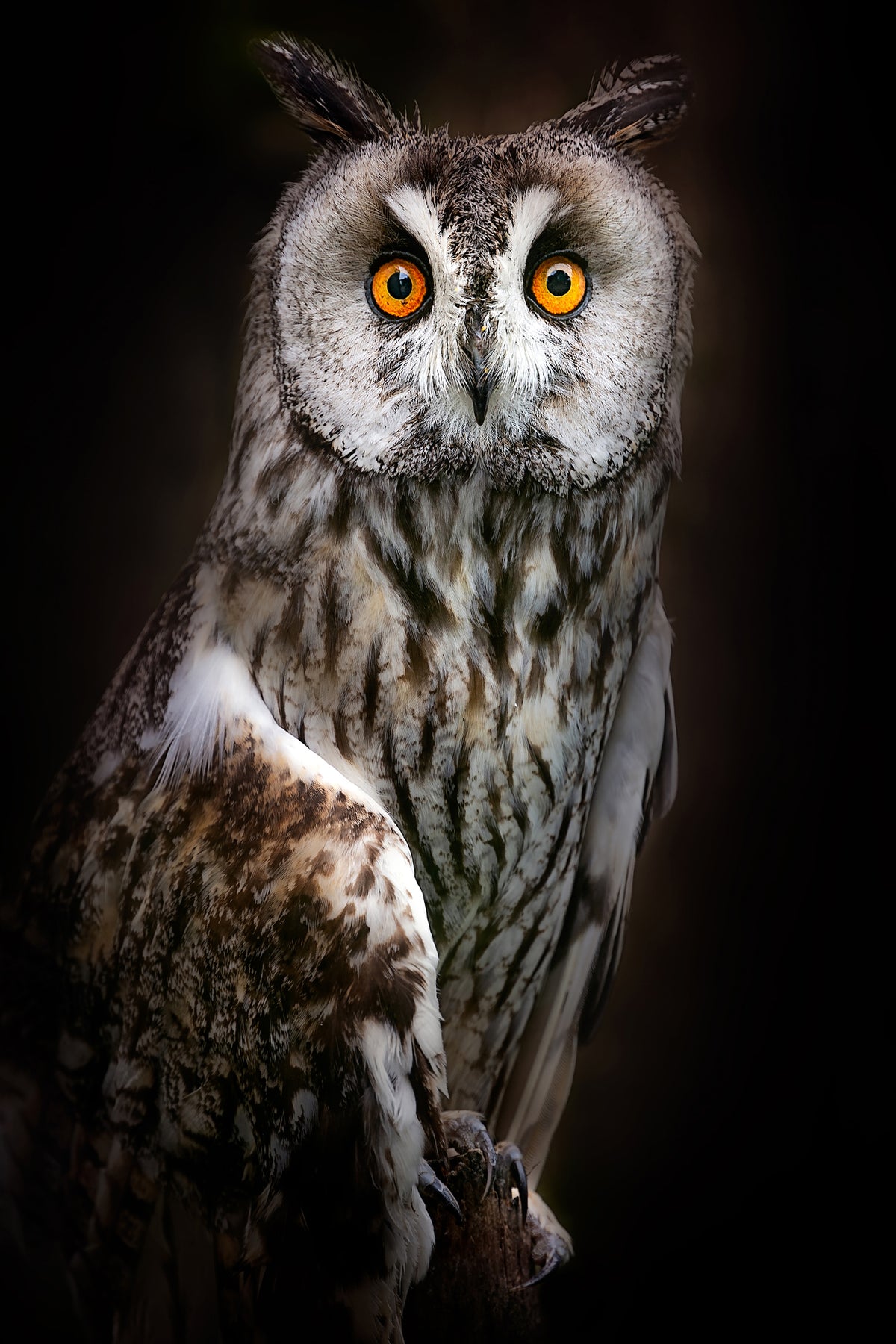 framedcanvas-print-longeared-owl-portrait-x