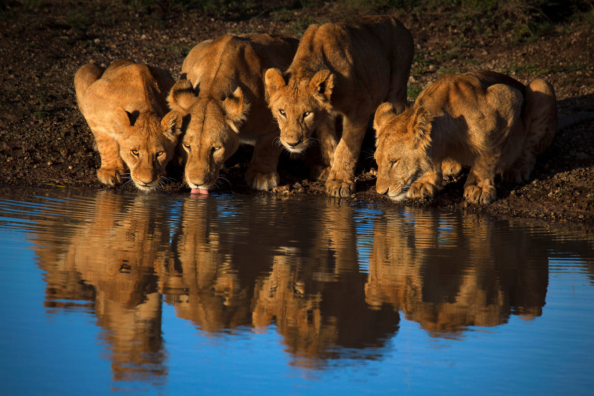 framedcanvas-print-lions-of-mara