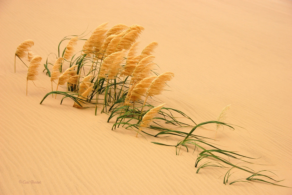 canvas-print-pampas-grass-in-sand-dune-x
