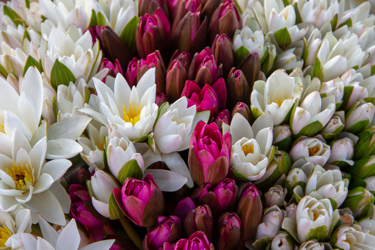 framedposter-print-a-bouquet-of-water-lilies