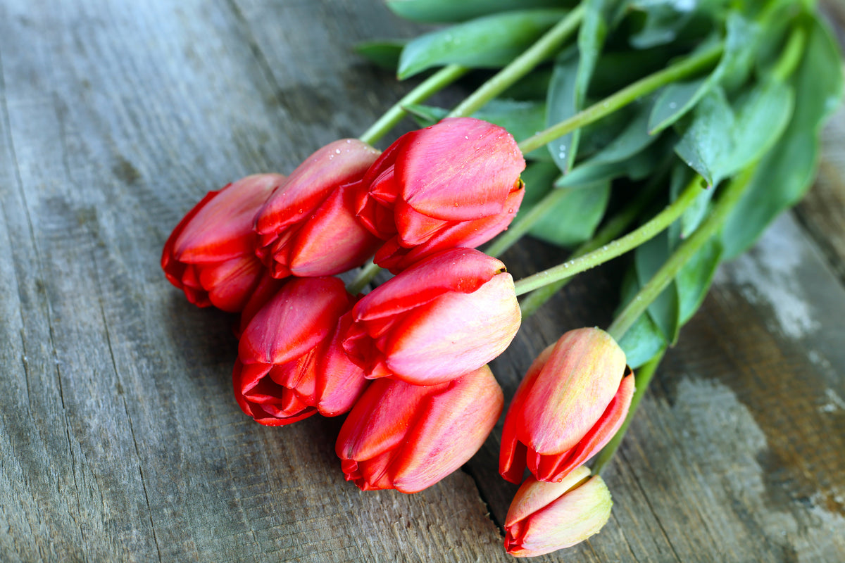 acrylic-print-the-red-tulip-bouquet