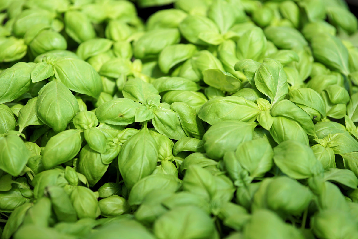 framedcanvas-print-all-basil