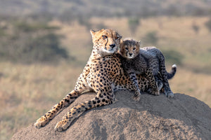 framedposter-print-cheetah-and-cup-x