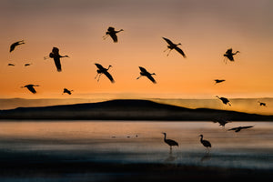 poster-print-fly-in-at-sunset