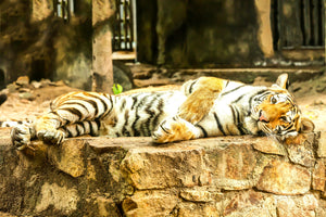 framedcanvas-print-the-siberian-tiger