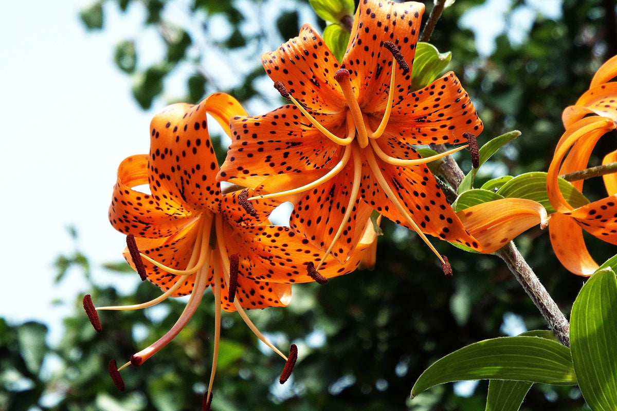 acrylic-print-the-wild-tiger-lilies