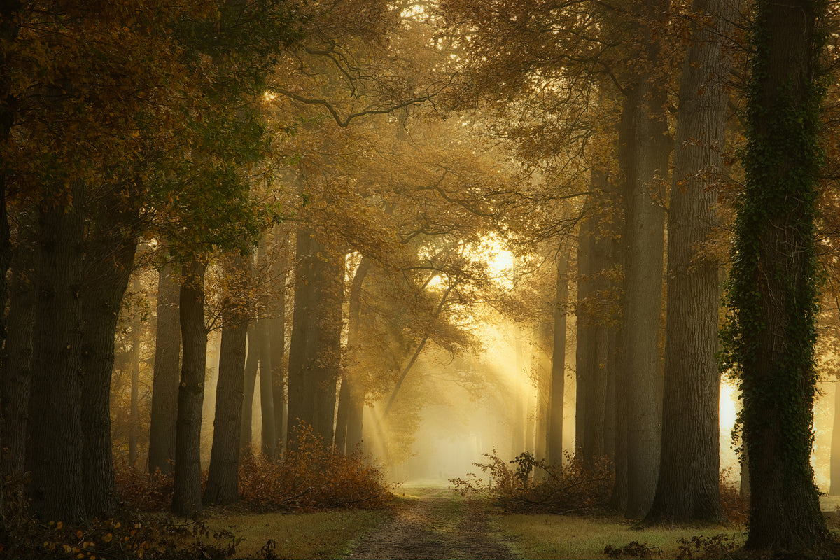 canvas-print-forever-forest-x