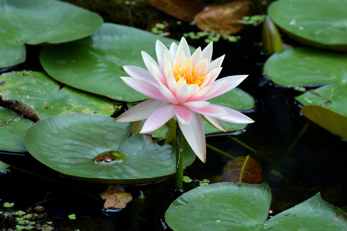 framedcanvas-print-the-proud-water-lily