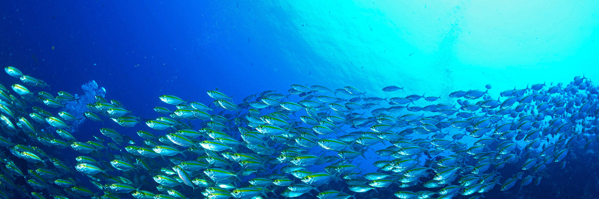 panoramic-acrylic-print-shoal-of-fish-panorama