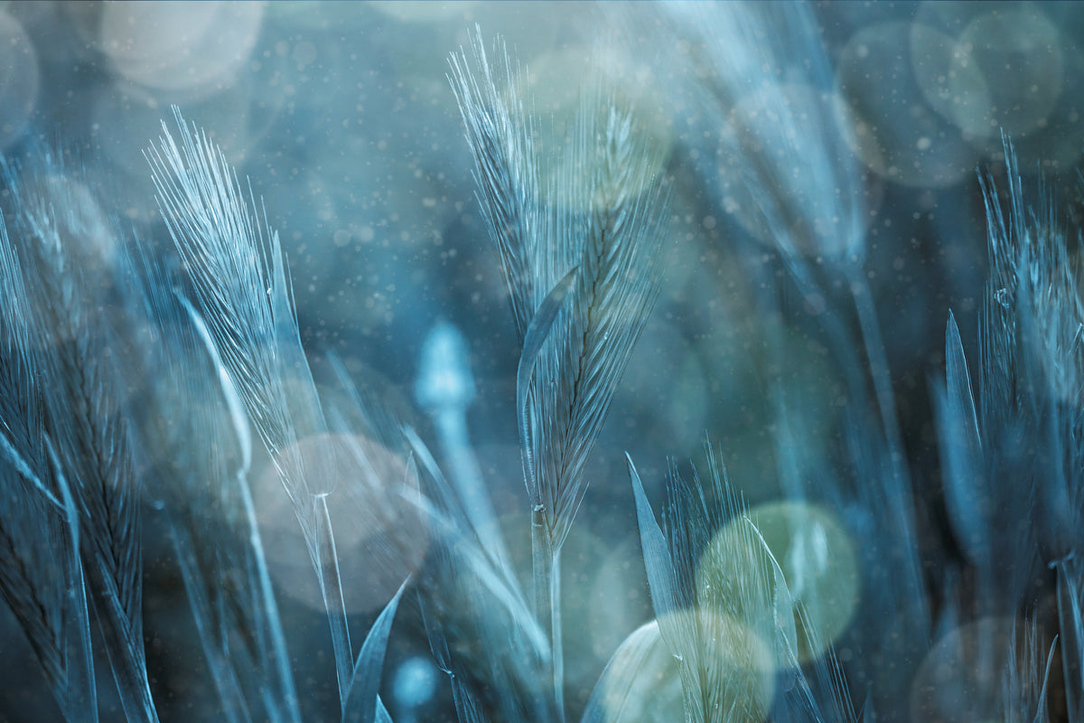 canvas-print-fantastic-nature-x