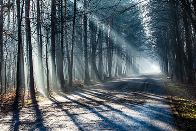 poster-print-forest-in-the-light-beam