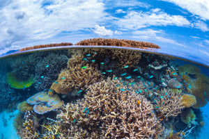 aluminium-print-split-level-from-mayotte-reef-x
