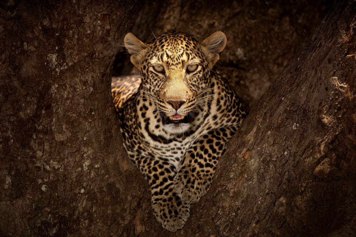 modern-3-piece-aluminium-print-leopard-resting-on-a-tree-at-masai-mara