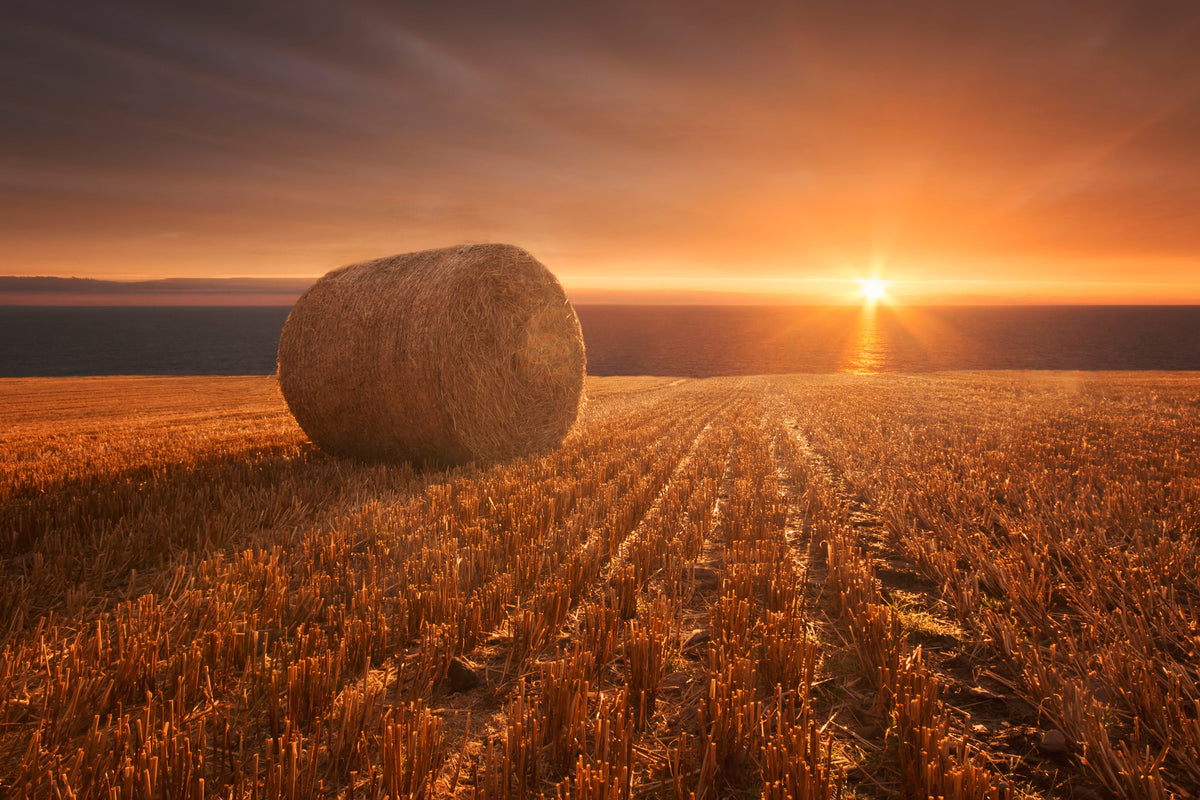 framedposter-print-gold-harvest-x