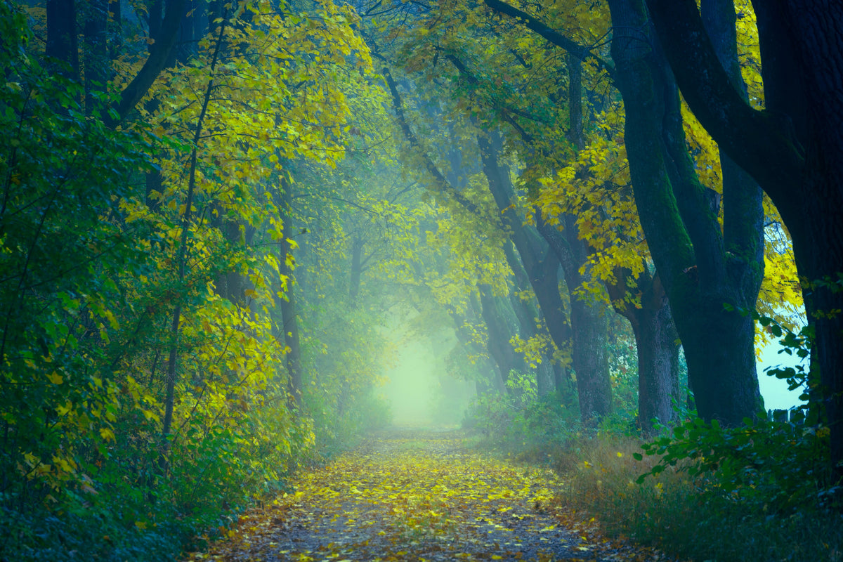 poster-print-green-forest