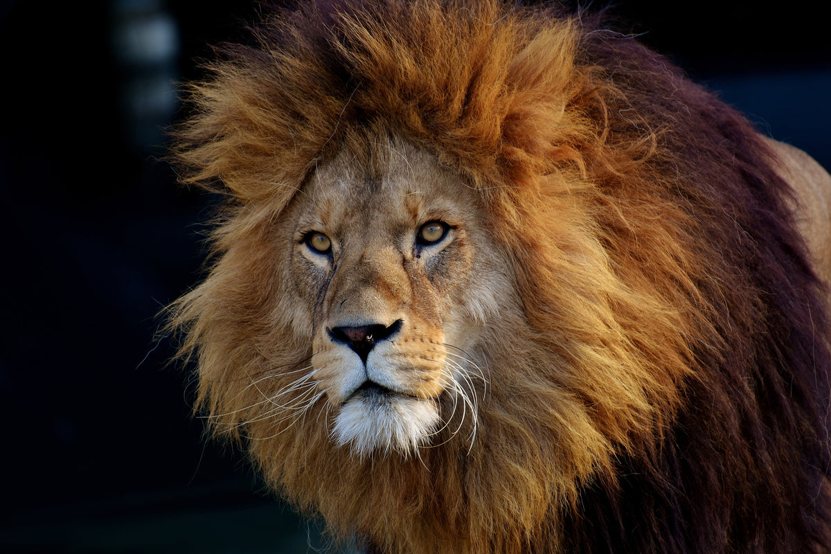 framedposter-print-attention-lion