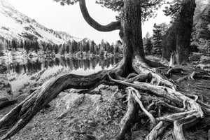 canvas-print-old-tree