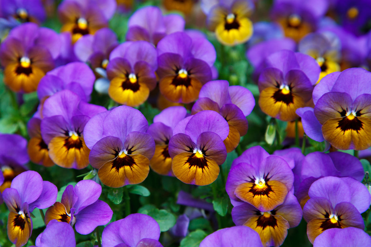 modern-3-piece-acrylic-print-the-pansies